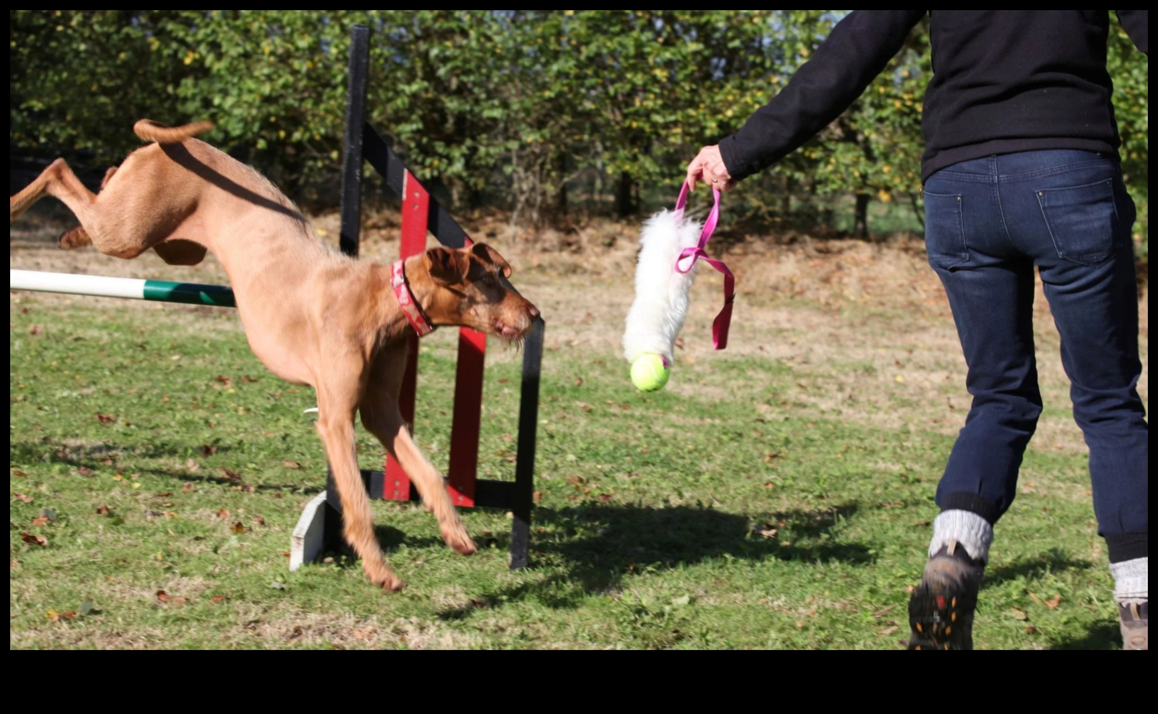 Yavru Köpek Parkuru: Enerjik Köpekler İçin Çeviklik Egzersizleri