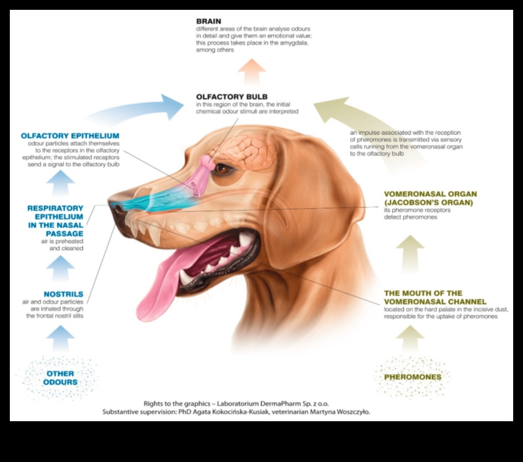 Koklama Bilimi: Bir Köpeğin Koku Alma Duyusunu Anlamak