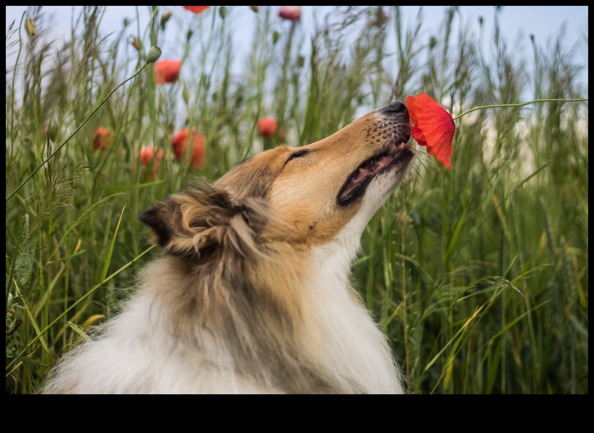 Koklama Bilimi: Bir Köpeğin Koku Alma Duyusunu Anlamak