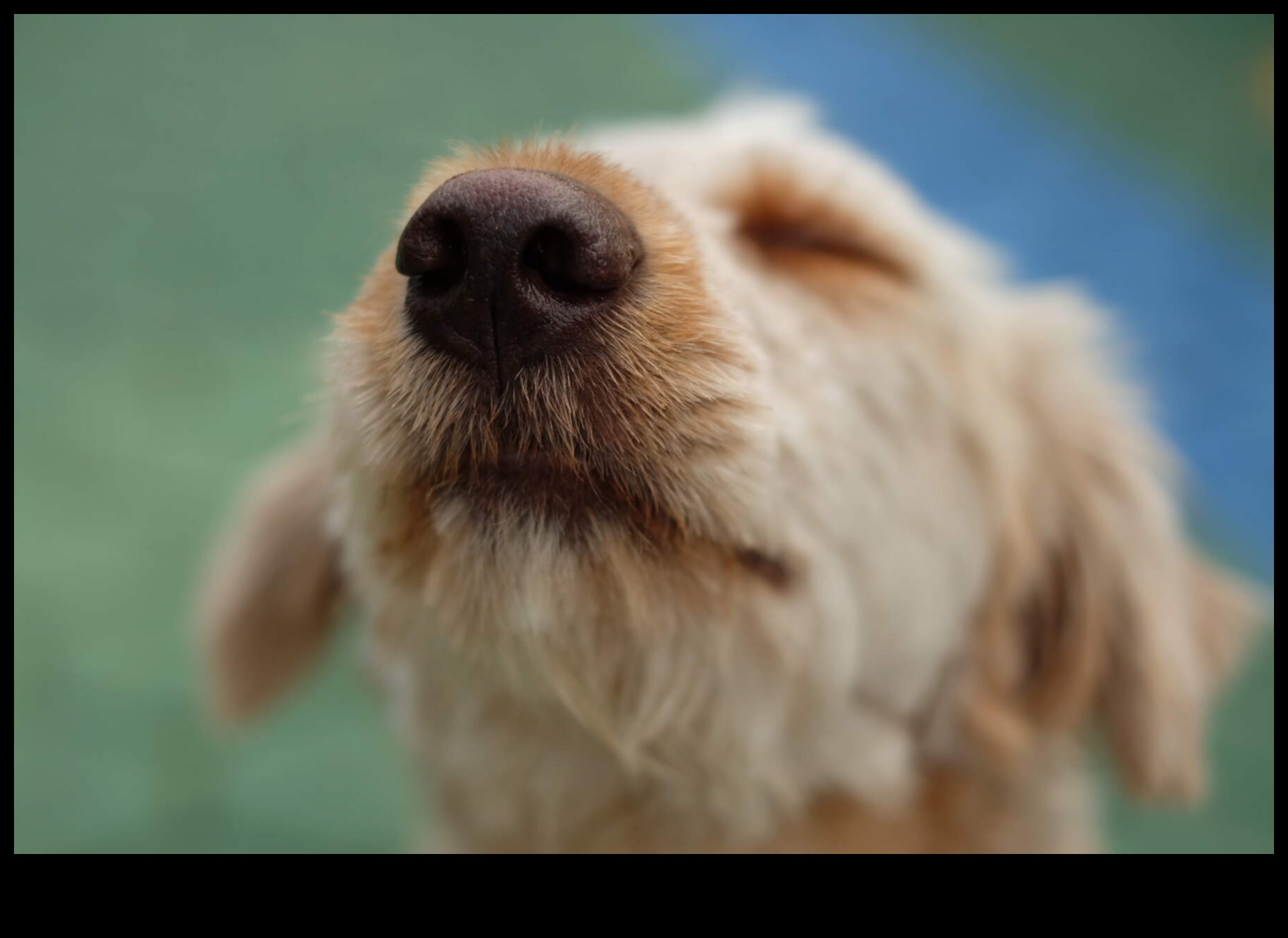 Koklama Bilimi: Bir Köpeğin Koku Alma Duyusunu Anlamak