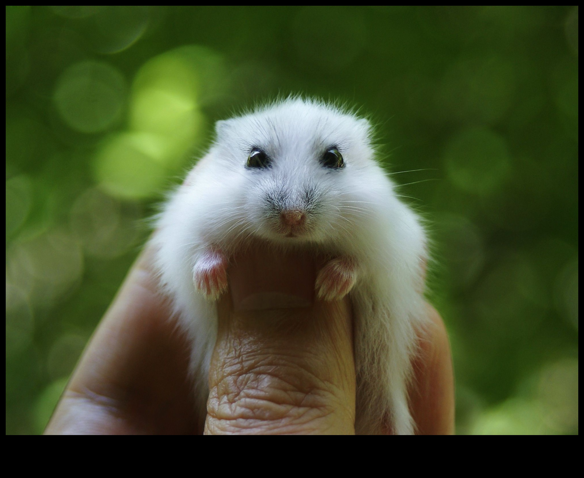 Cep Boyutunda Arkadaşlar: Farklı Hamster Irklarını Anlamak