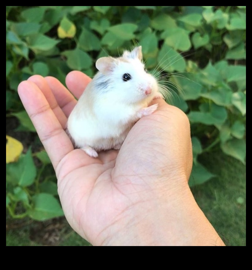 Hamster Özellikleri: Küçük Kemirgenler İçin Göz Alıcı Aksesuarlar